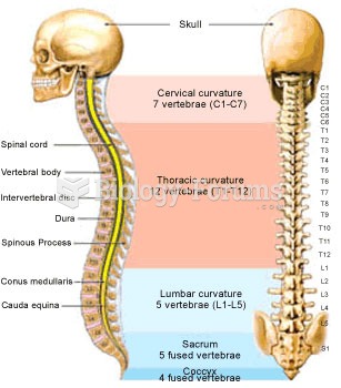 anatomy of spine