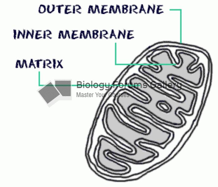 Cell- Mitochondria