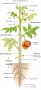 Body plan of a tomato plant