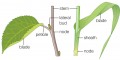 Typical leaf structure of eudicots (left) and monocots (right).
