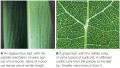 Typical vein patterns in eudicot and monocot leaves