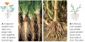 Comparing root systems