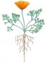 A taproot system consists of a large main root together with its lateral branchings