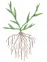 A fibrous root system has similar-sized adventitious roots that branch from the stem
