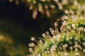 Trichomes are hairs or other fine outgrowths of epidermal cells