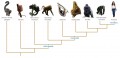 Evolutionary Tree