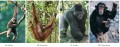 Modern ape diversity.