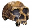 Homo erectus skull