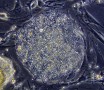 Laboratory-Grown Stem Cells