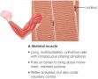 Skeletal muscle