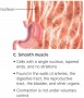 Smooth muscle