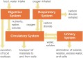 Organ System Interactions