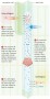 Translocation of organic compounds in phloem 