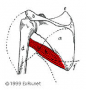 Teres Major