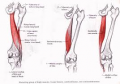 Semitendinosus