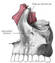 Infraorbital foramen