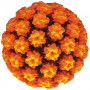 The orange ball is a model of an HPV16 virus