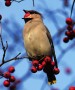 Red, fleshy fruits of hawthorn plants (Crataegus) are an important food for cedar waxwings (Bombycil