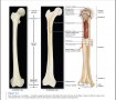 Gross Anatomy of a Long Bone