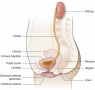 Male urinary system.