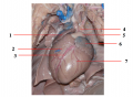 Unlabeled Fetal Pig Heart