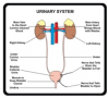 Urinary System