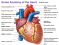 Gross anatomy of the heart
