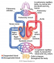 Blood Pathway