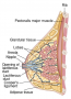 Cross Section of the Left Breast