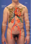 Abdominal Vasculature