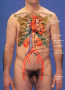 Stethoscope Placement for Auscultating Abdominal Vasculature