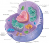 animal cell