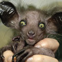 Aye-aye