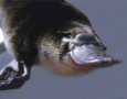 Platypus