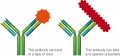 Antibody binding to antigen