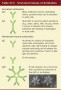 Structural classes of antibodies