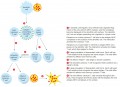 An example of a cell-mediated immune response targeting virus-infected cells.