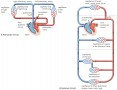 The two circuits of the human cardiovascular system