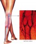 Valves in veins prevent the backflow of blood