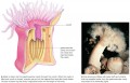 Hydrostatic skeleton of a sea anemone.