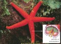 A sea star