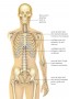 Joint anatomy