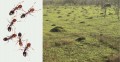 Red Imported Fire Ants