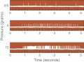 Action Potentials in Mechanoreceptors