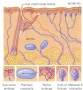 Sensory receptors in human skin.