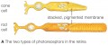 The two types of photoreceptors in the retina