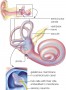 Vestibular apparatus inside a human ear