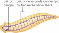 Flatworm Cephalization