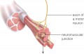 A Neuromuscular Junction