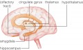 Limbic System Components
